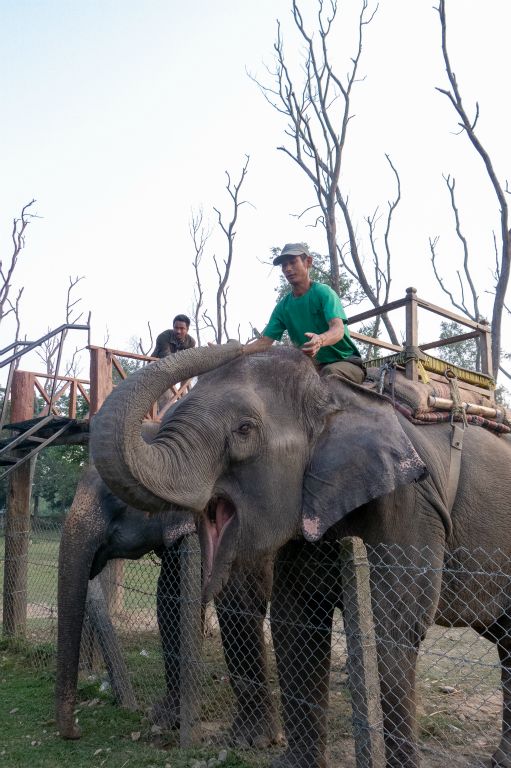 A la fin de leur prestation les éléphants ont l'habitude de donner à leur cornac  le "pourboire" des touristes